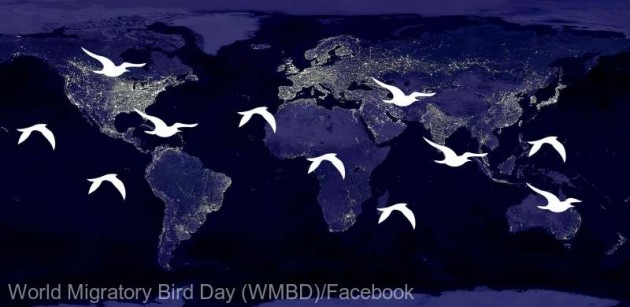14 mai - Ziua mondială a păsărilor migratoare (ONU)