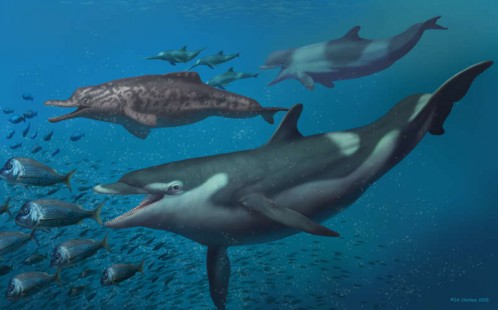 Specii de delfini care au trăit în urmă cu 20 de milioane de ani, identificate în Elveţia