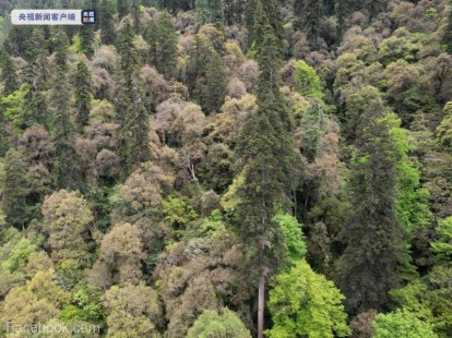 Un copac de 83,2 metri, descoperit recent în regiunea autonomă Tibet
