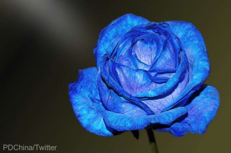 Trandafirii albaştri, mai aproape de realitate datorită tehnologiei genetice (studiu)