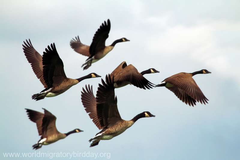 Ziua mondială a păsărilor migratoare