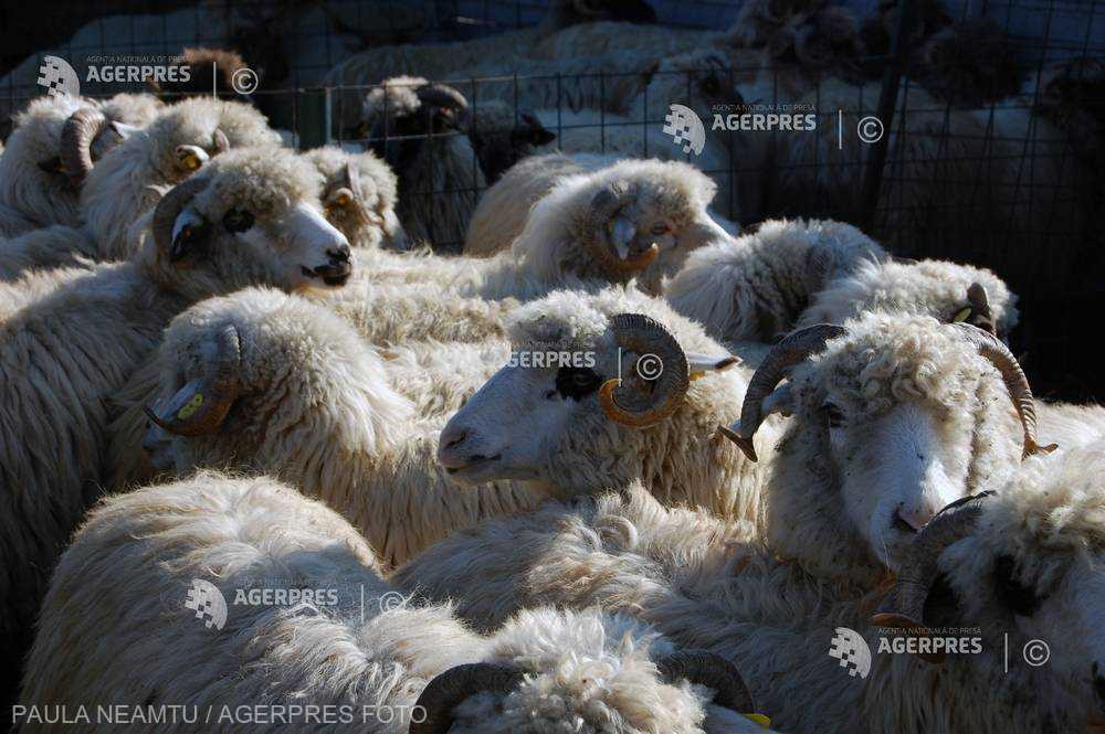 România, locul trei în UE la efectivele de ovine