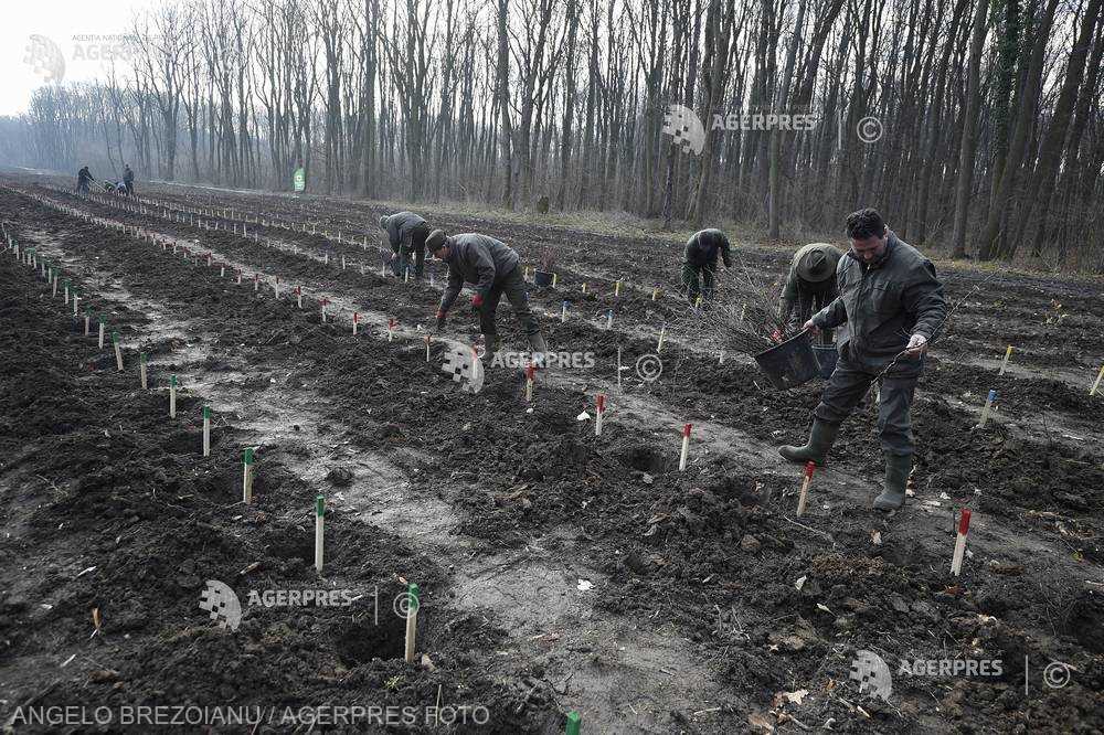 Romsilva: 15.451 de hectare împădurite şi 33 de milioane de puieţi plantaţi, în 2017