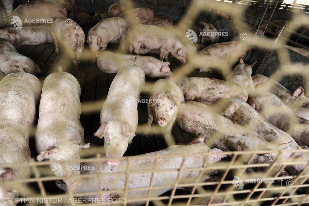 ANSVSA: Pesta porcină este încă prezentă în 16 judeţe; despăgubirile se ridică la 251,8 milioane de lei